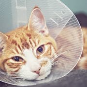 Cat post surgery