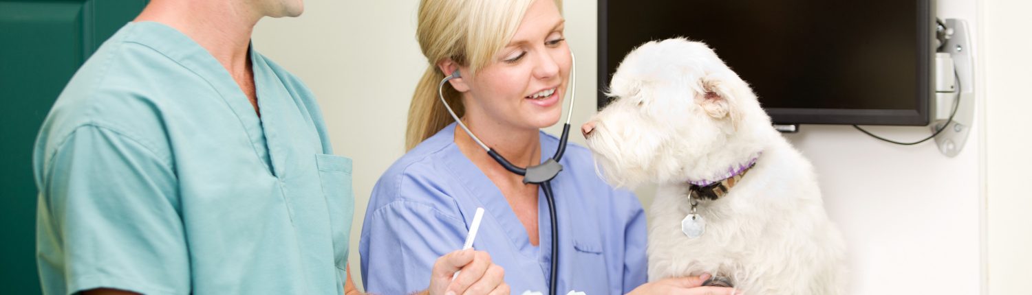 Veterinary Nurse Clinics and Consults