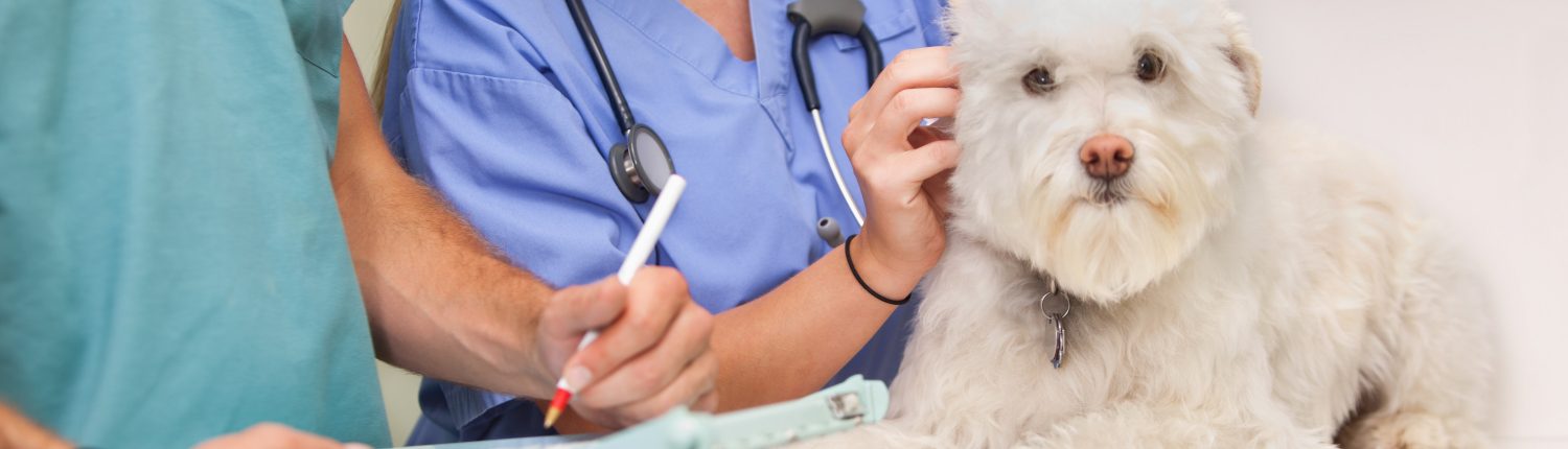 Veterinary nurses examining dog