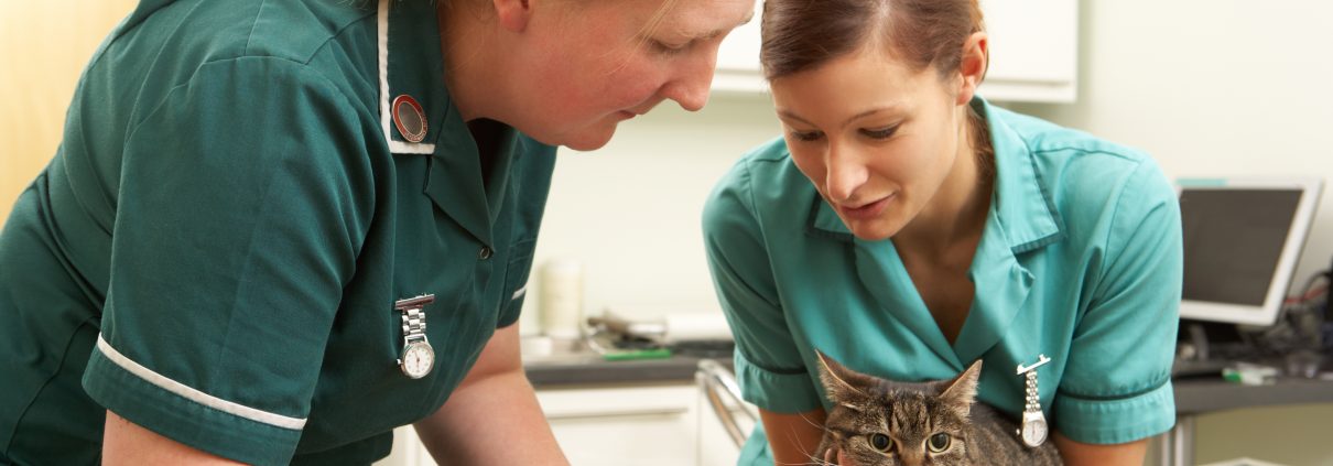 Veterinary nurse clinical coach