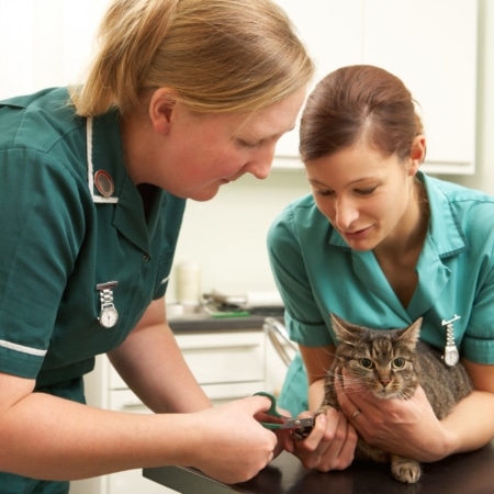 Veterinary nurse clinical coach