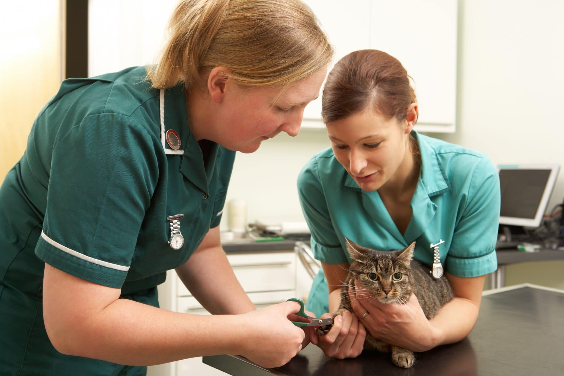 veterinary education