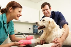 Dog, veterinary nurse, dressing