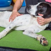 Canine Physiotherapy