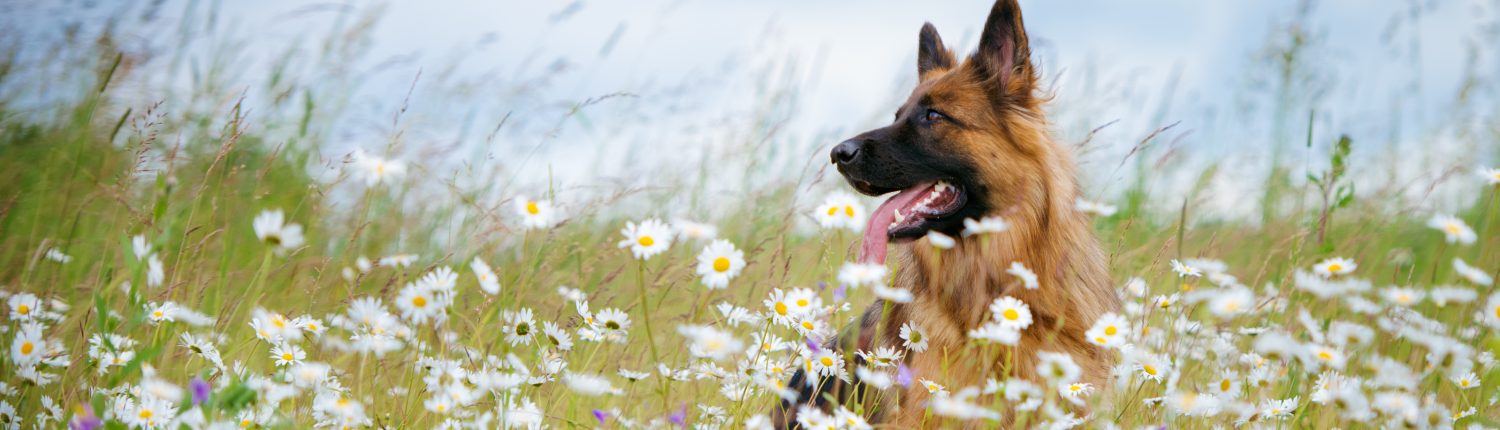 Contact us German Shepherd Dog in field of flowers
