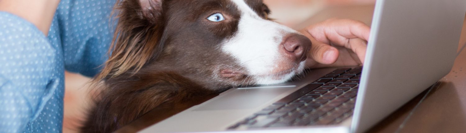 Doing your CPD with the dog