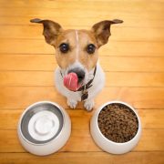 Weight Management Clinics in veterinary practice