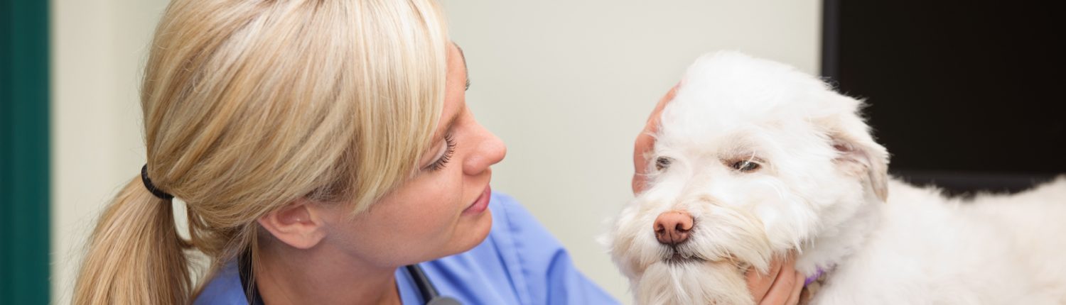 Vet nurse clinics and consults