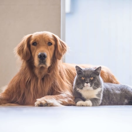 Senior dog and cat
