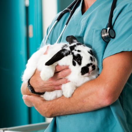 Rabbit Anaesthesia
