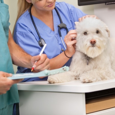 Veterinary nurse examining dog's ear