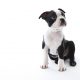 Puppy classes - top tips