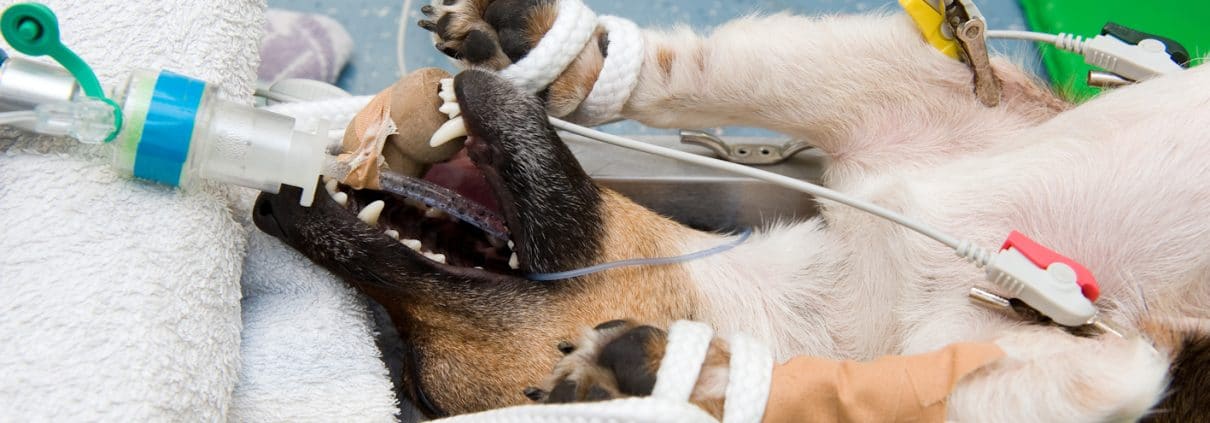 Anaesthesia Monitoring - veterinary