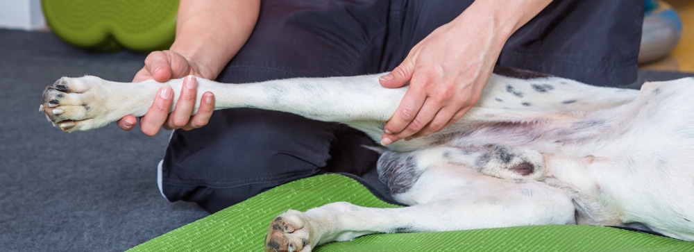 Physiotherapy for veterinary orthopaedic patients