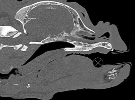 CT scan of brachycephalic dog skull