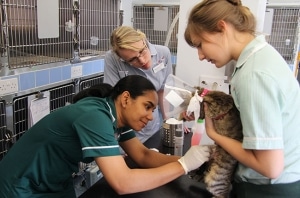 Veterinary nurse examining cat's wound