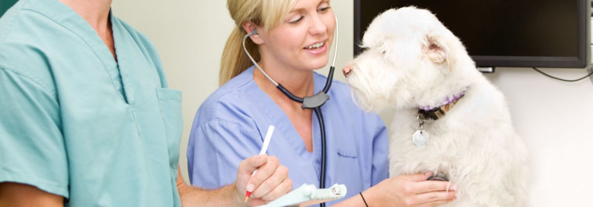 Veterinary nurse medical management