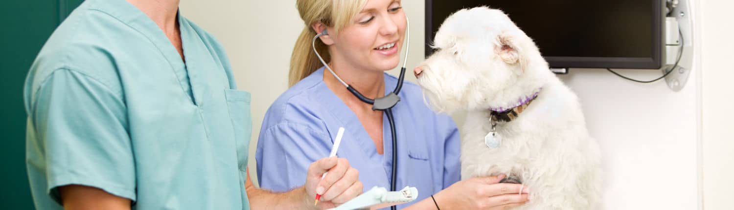 Veterinary nurse medical management