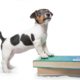 Jack Russell puppy and books