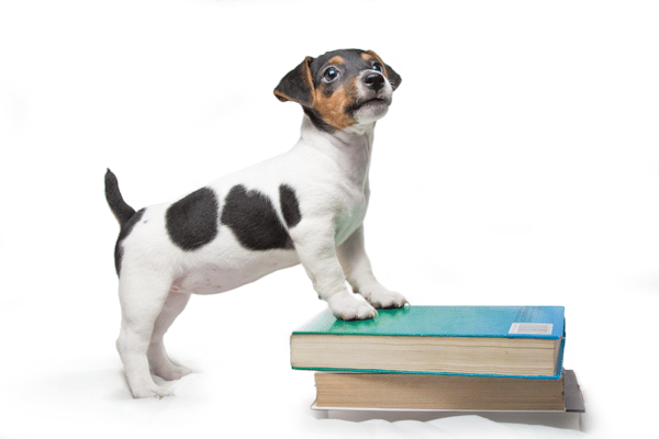 Jack Russell puppy and books