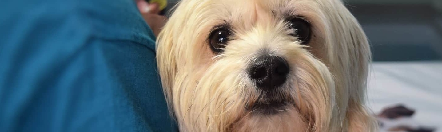 Little dog at the vets - pet stress and COVID-19