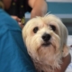 Little dog at the vets - pet stress and COVID-19