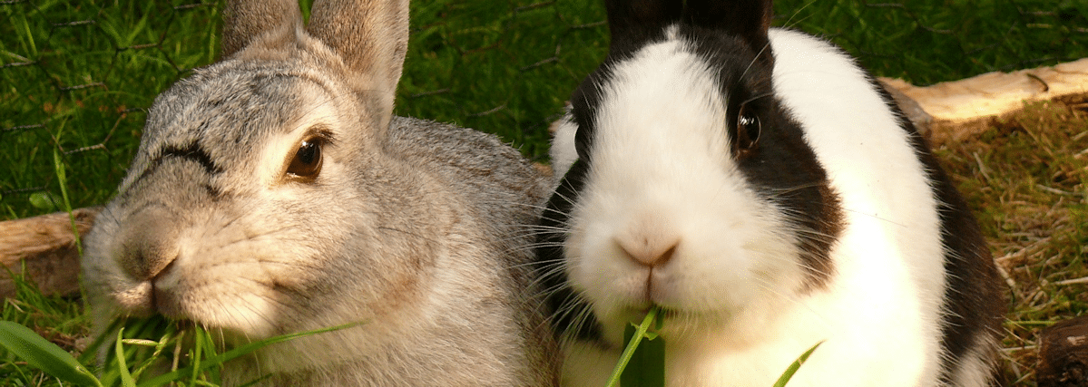 Rabbit husbandry homepage banner