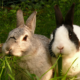 Rabbit Husbandry feature image