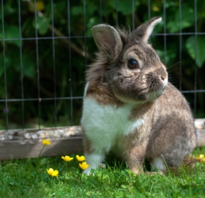 Small rabbit in outdoor enclosure
