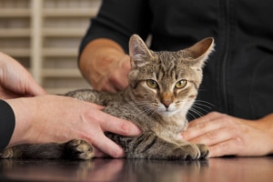 Informed consent in veterinary practice